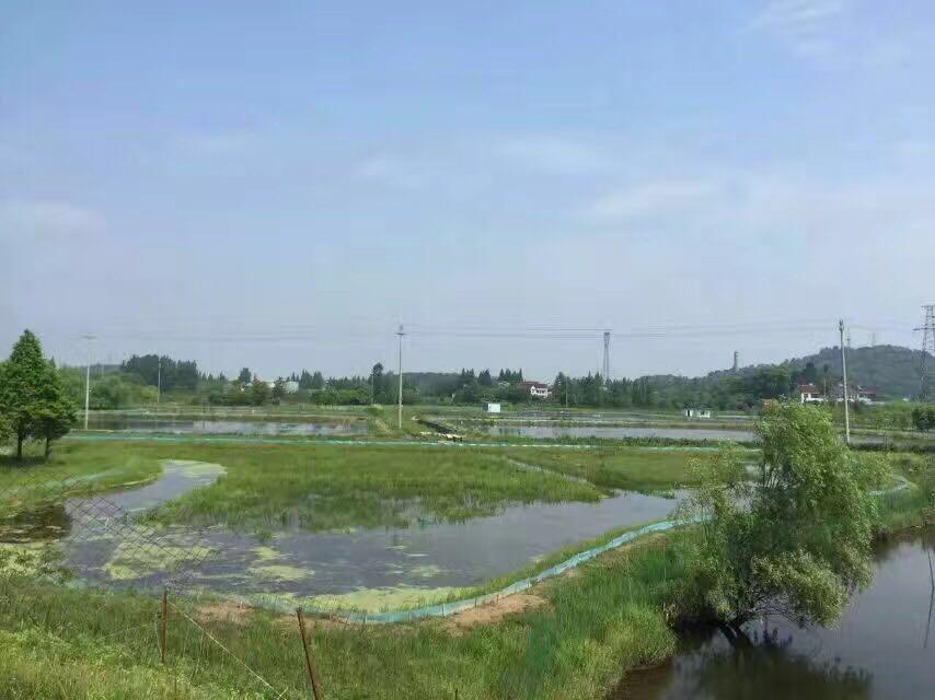 旅游觀光