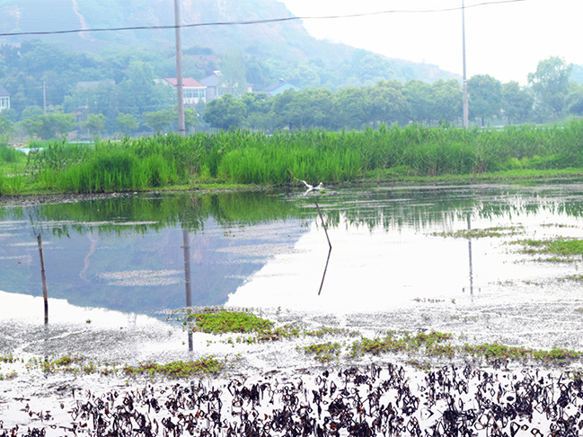  小龍蝦養(yǎng)殖基地
