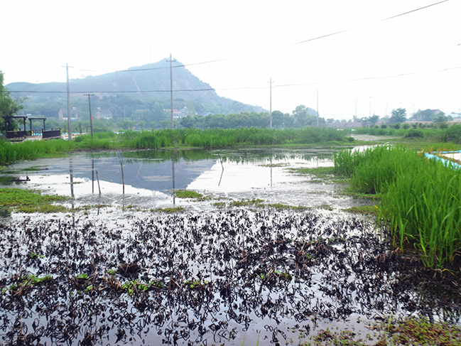 小龍蝦養(yǎng)殖基地