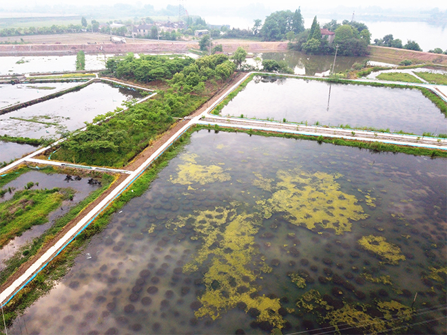  小龍蝦養(yǎng)殖基地